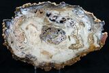 Spectacular Hubbard Basin Petrified Wood Slab - x #9509-3